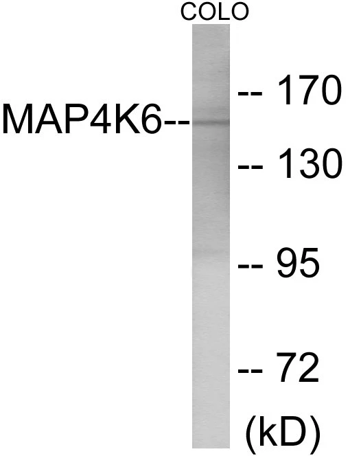 MAP4K6 Cell Based ELISA Kit (A103421-96)