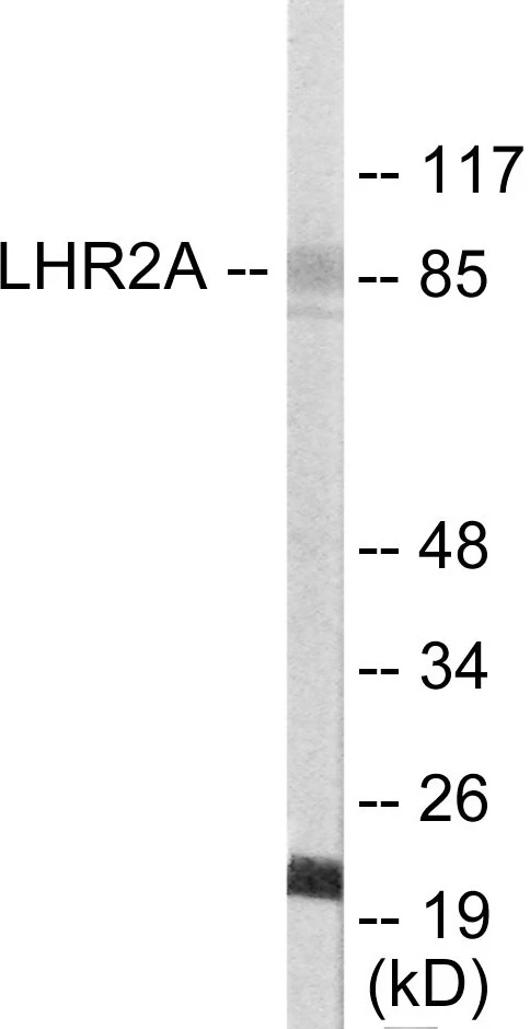 LHR2A Cell Based ELISA Kit (A103687-96)