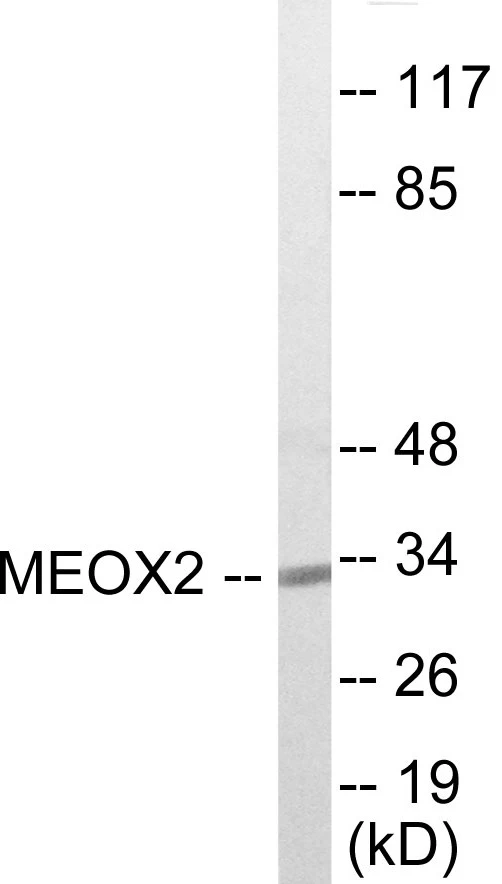 MEOX2 Cell Based ELISA Kit (A103149-96)