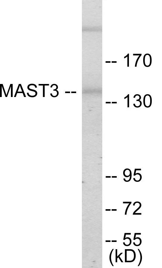 MAST3 Cell Based ELISA Kit (A103462-96)