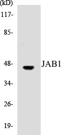 JAB1 Cell Based ELISA Kit (A103239-96)