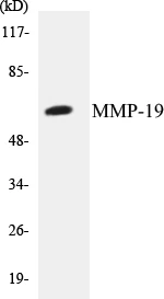 MMP-19 Cell Based ELISA Kit (A103409-96)