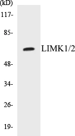 LIMK1 + 2 Cell Based ELISA Kit (A102941-96)