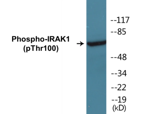 IRAK1 (phospho Thr100) Cell Based ELISA Kit (A103793-296)