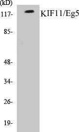 KIF11 Cell Based ELISA Kit (A103683-96)