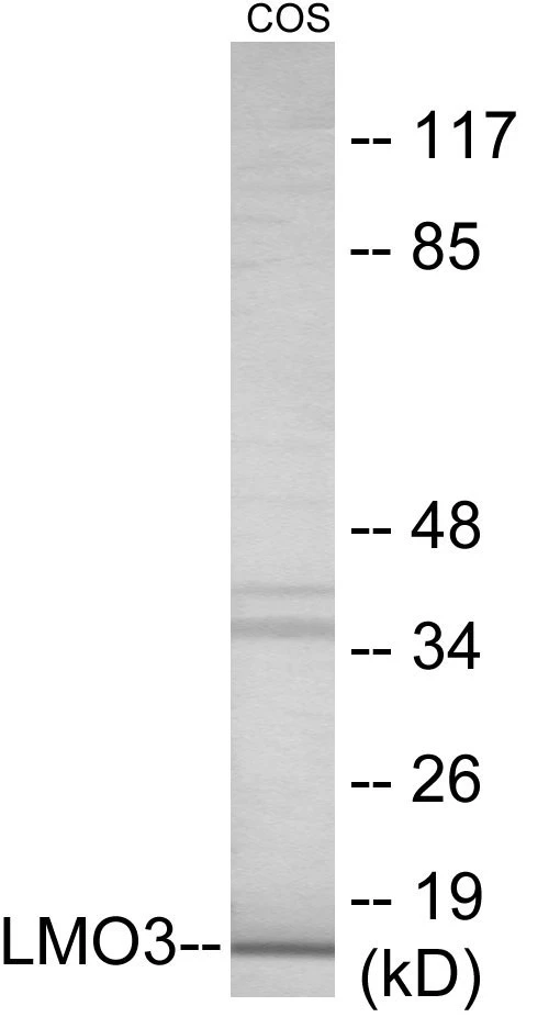 LMO3 Cell Based ELISA Kit (A103208-96)