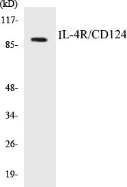 IL-4R Cell Based ELISA Kit (A103441-96)