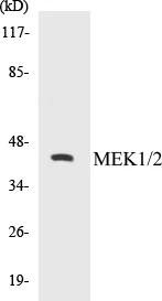 MEK1 + 2 Cell Based ELISA Kit (A102960-96)