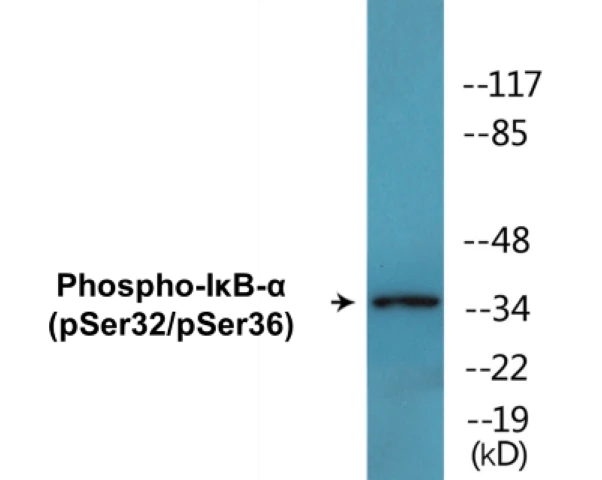 I&#0954;B alpha (phospho Ser32 + Ser36) Cell Based ELISA Kit (A102117-296)