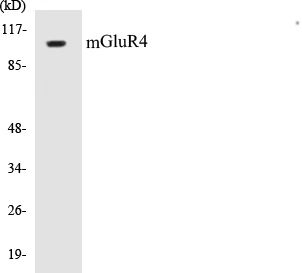 mGluR4 Cell Based ELISA Kit (A103005-96)