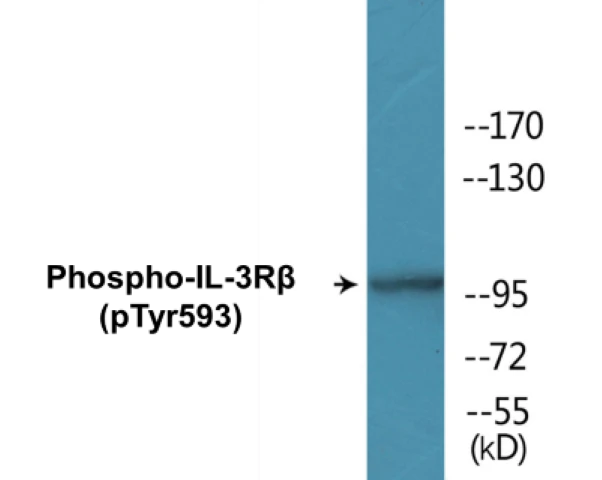 IL-3R beta (phospho Tyr593) Cell Based ELISA Kit (A102517-296)