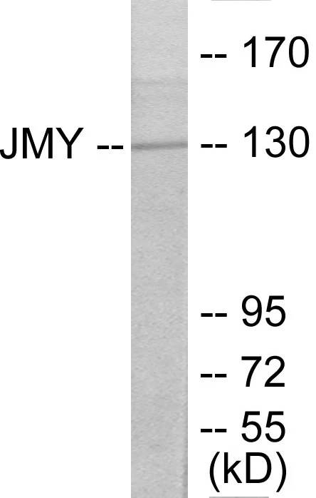 JMY Cell Based ELISA Kit (A103560-96)