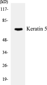 Keratin 5 Cell Based ELISA Kit (A102940-96)