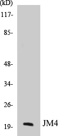 JM4 Cell Based ELISA Kit (A103333-96)