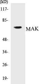 MAK Cell Based ELISA Kit (A103335-96)