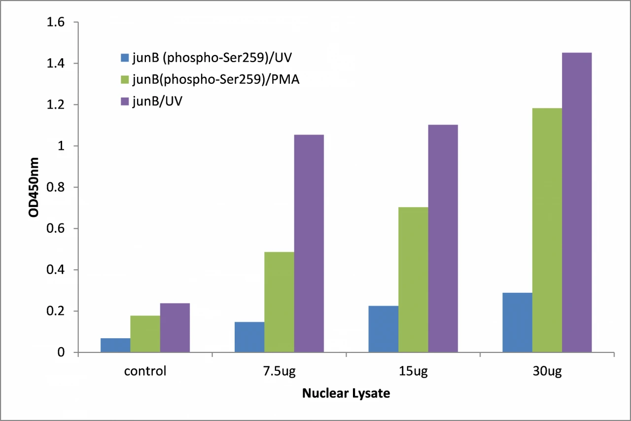 JunB (phospho Ser259) ELISA Kit (A104158-96)