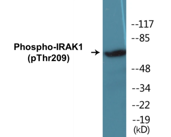 IRAK1 (phospho Thr209) Cell Based ELISA Kit (A103794-296)