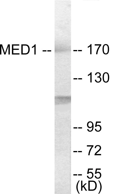 MED1 Cell Based ELISA Kit (A103550-96)