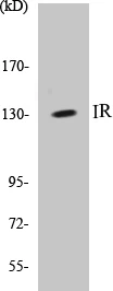 IR Cell Based ELISA Kit (A103348-96)