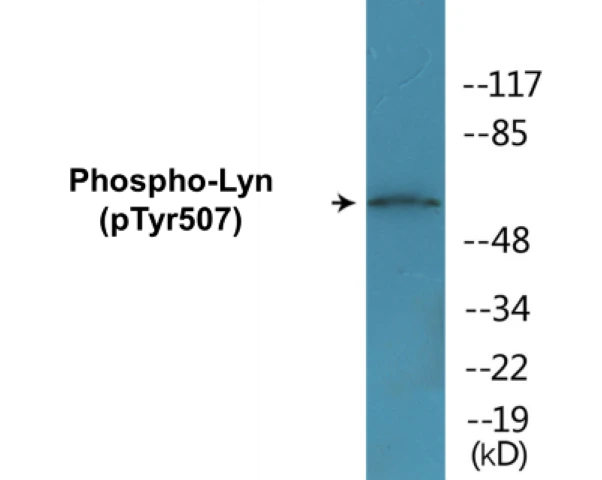 Lyn (phospho Tyr507) Cell Based ELISA Kit (A102413-296)