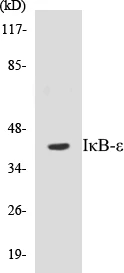 IKB epsilon Cell Based ELISA Kit (A102864-96)