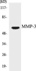 MMP-3 Cell Based ELISA Kit (A103104-96)