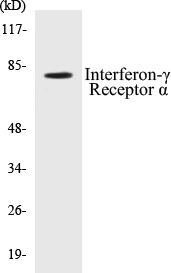 Interferon gamma Receptor alpha Cell Based ELISA Kit (A102804-96)