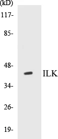 ILK Cell Based ELISA Kit (A103316-96)