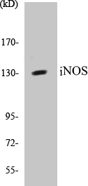 iNOS Cell Based ELISA Kit (A103710-96)