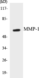 MMP-1 Cell Based ELISA Kit (A103669-96)