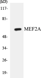 MEF2A Cell Based ELISA Kit (A103102-96)