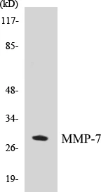 MMP-7 Cell Based ELISA Kit (A103038-96)