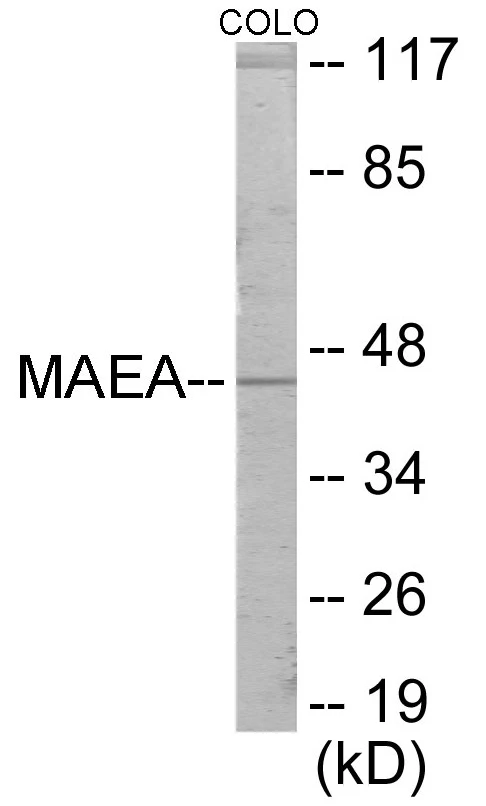 MAEA Cell Based ELISA Kit (A103300-96)