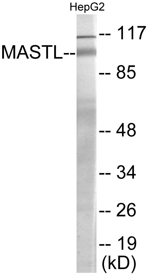 MASTL Cell Based ELISA Kit (A103490-96)