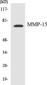 MMP-15 Cell Based ELISA Kit (A103410-96)