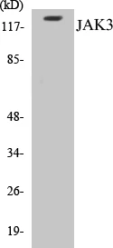 JAK3 Cell Based ELISA Kit (A103240-96)