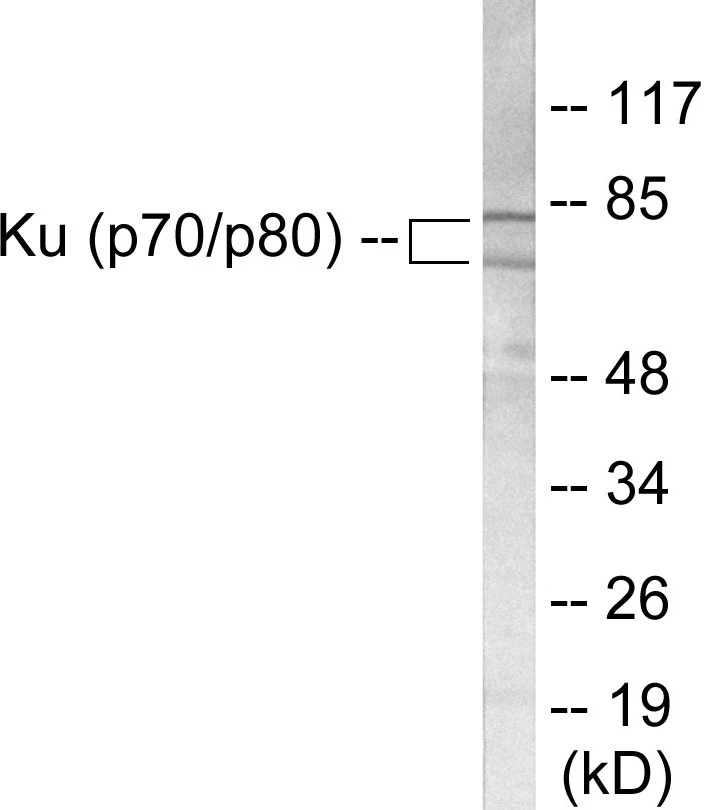 Ku70 + 80 Cell Based ELISA Kit (A103633-96)