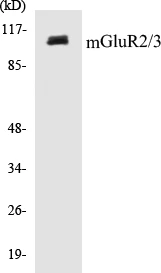 mGluR2 + 3 Cell Based ELISA Kit (A102896-96)