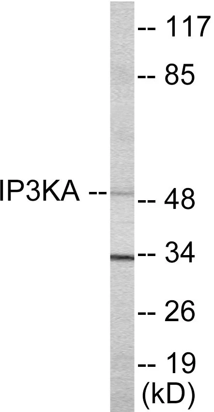 IP3KA Cell Based ELISA Kit (A103141-96)