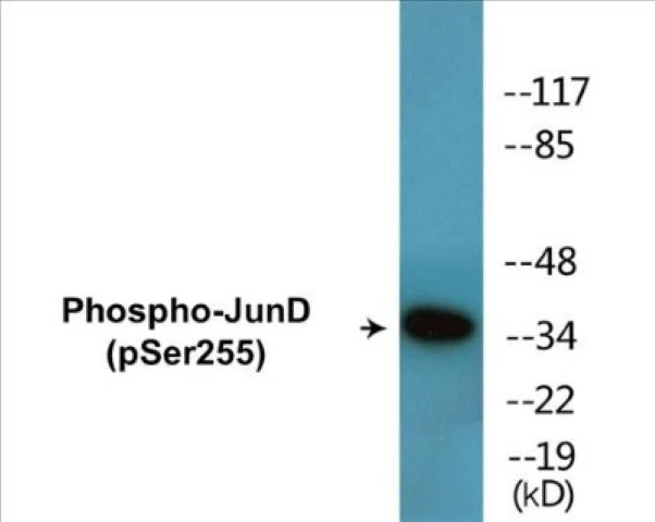 JunD (phospho Ser255) Cell Based ELISA Kit (A102337-296)