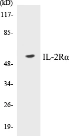 IL-2R alpha Cell Based ELISA Kit (A103620-96)