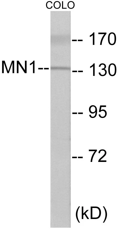 MN1 Cell Based ELISA Kit (A103754-96)