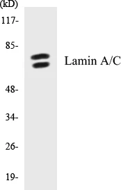 Lamin A + C Cell Based ELISA Kit (A102861-96)