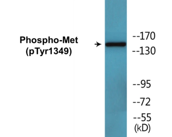 Met (phospho Tyr1349) Cell Based ELISA Kit (A102340-296)