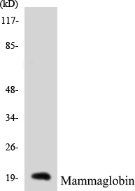 Mammaglobin Cell Based ELISA Kit (A103580-96)