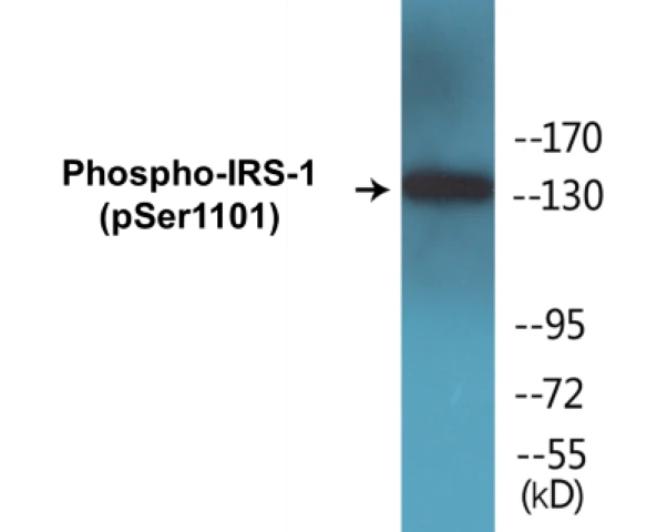 IRS-1 (phospho Ser1101) Cell Based ELISA Kit (A102081-296)