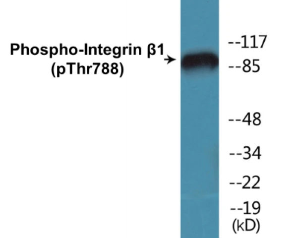 Integrin beta 1 (phospho Thr788) Cell Based ELISA Kit (A102239-296)