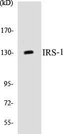 IRS-1 Cell Based ELISA Kit (A103068-96)