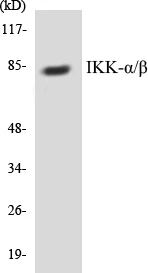 IKK alpha + beta Cell Based ELISA Kit (A102822-96)