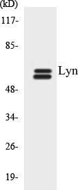 Lyn Cell Based ELISA Kit (A103334-96)